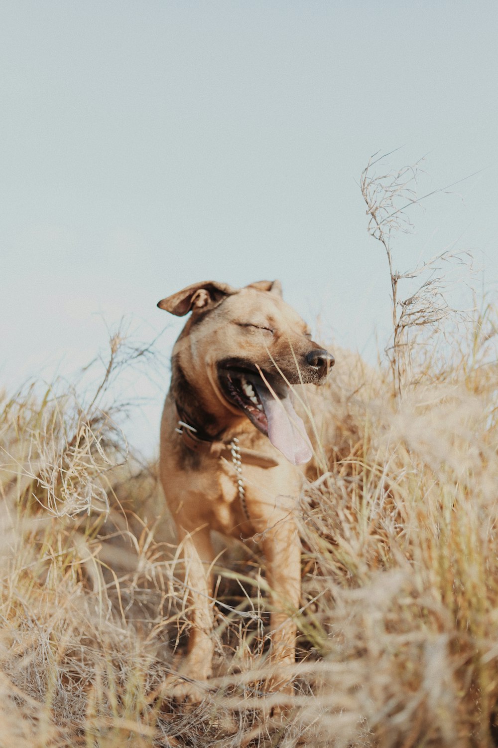 a dog standing in a field with its tongue out