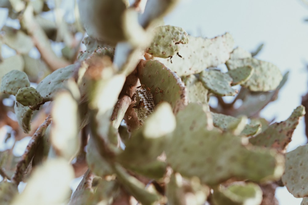 a close up of a plant with leaves