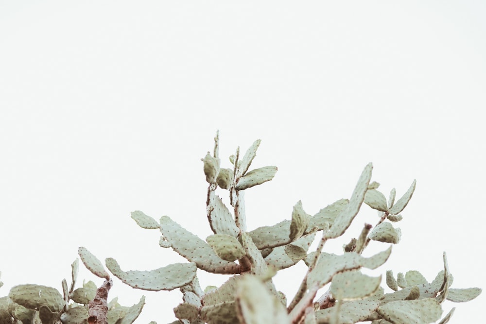 a bird sitting on top of a tree branch