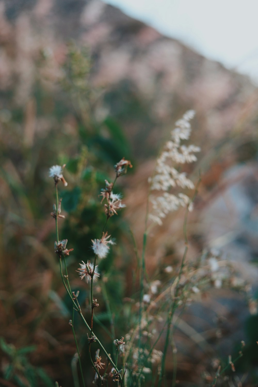 a close up of a plant with a mountain in the background