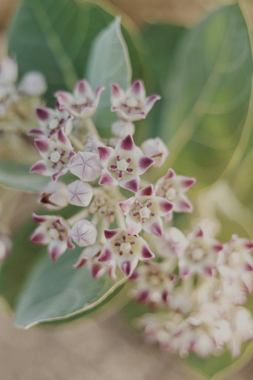 a close up of a bunch of flowers with leaves