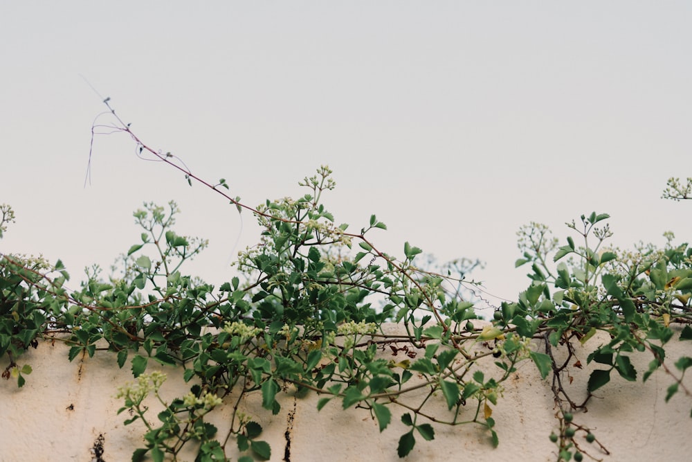 a white wall with vines growing on it