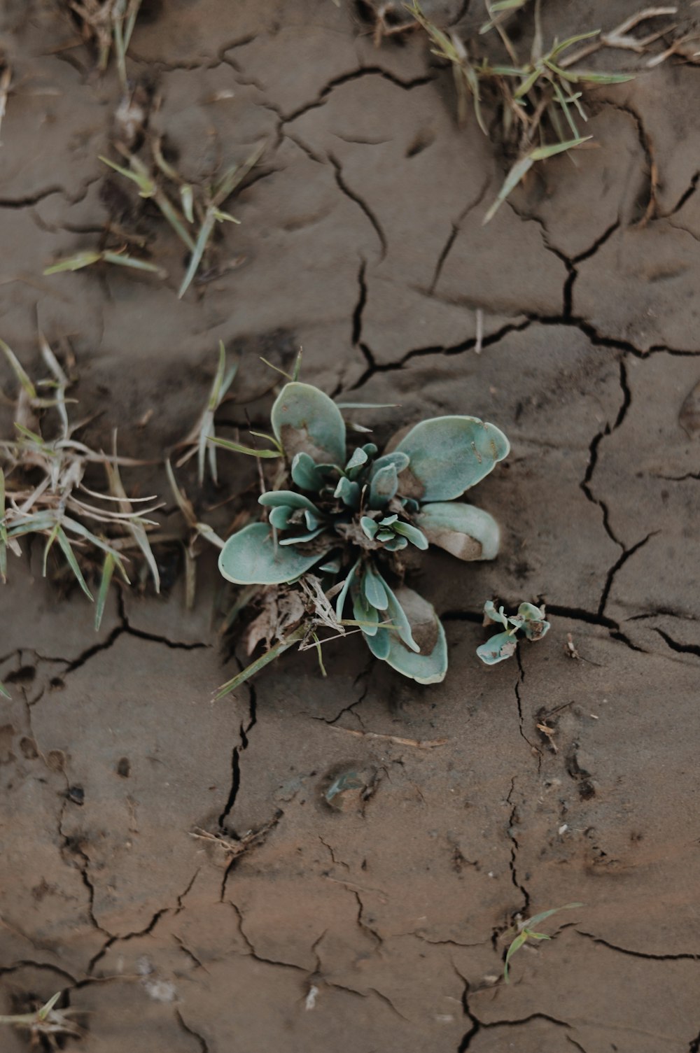 a plant is growing out of the cracks in the ground