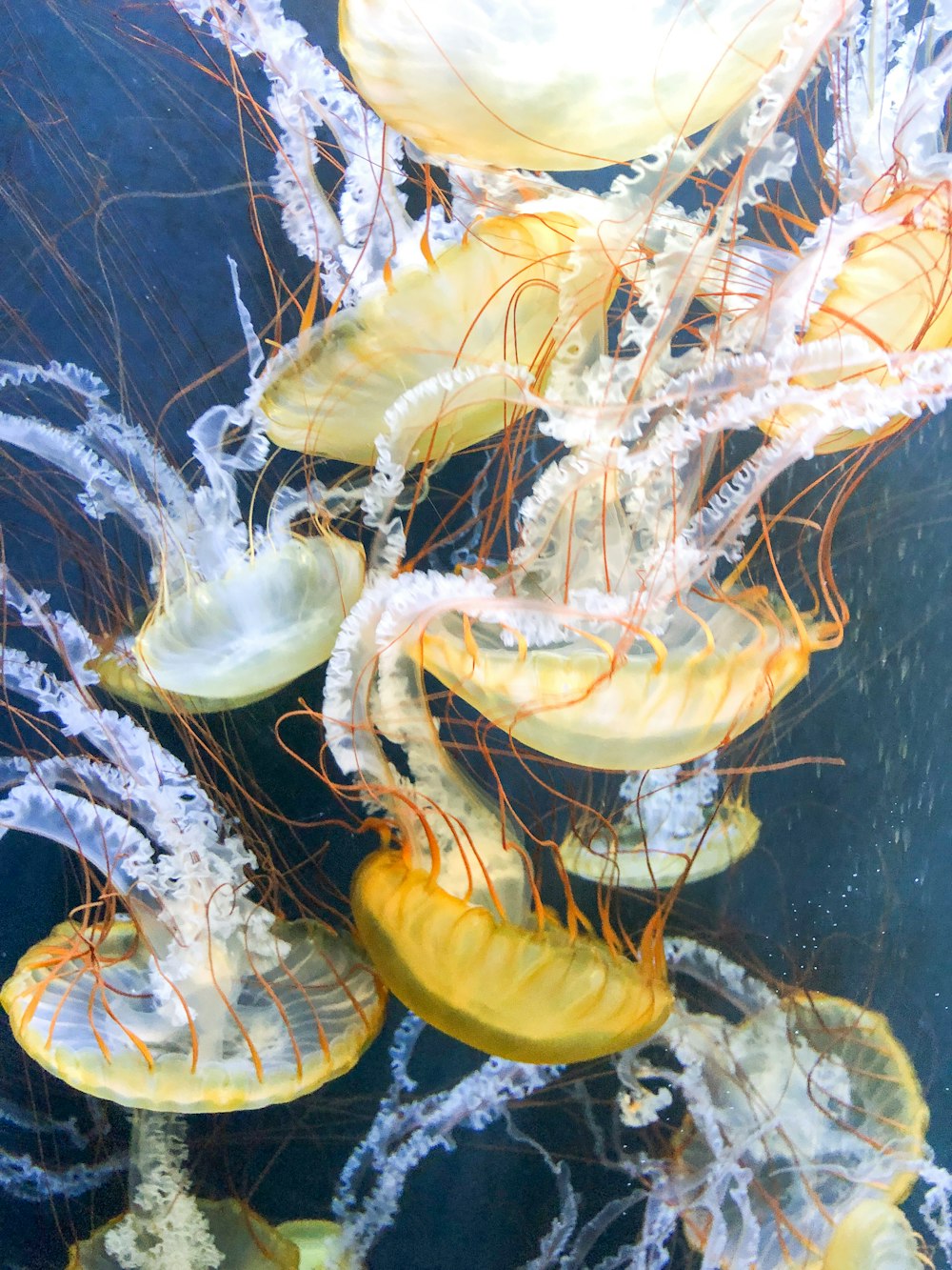 yellow jellyfish in body of water