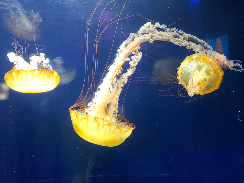 yellow jellyfish in blue water