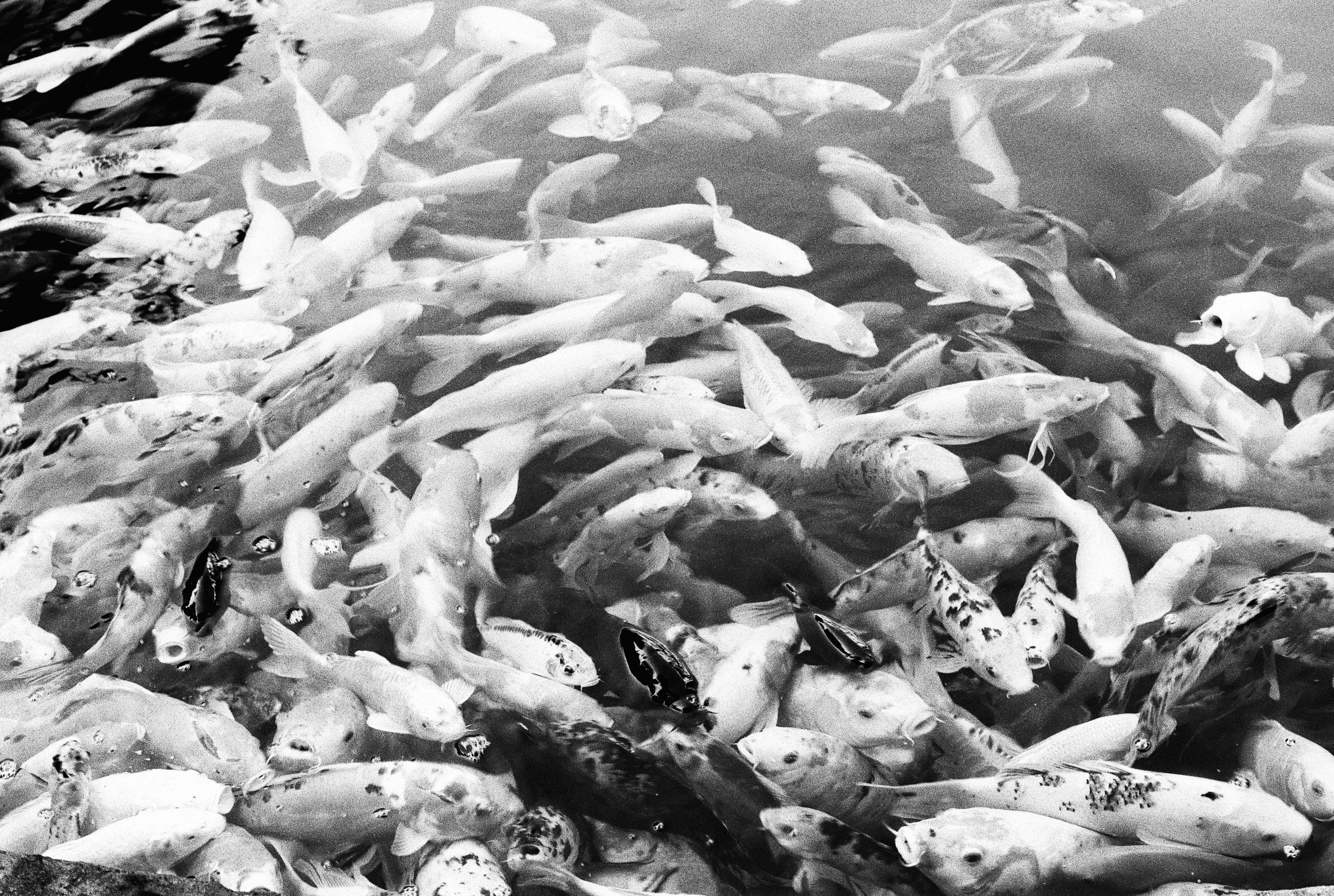 ikan putih dan hitam di atas es