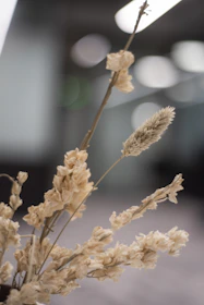 Soft focus image of dried flowers in a golden vase against a beige wall.