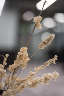 Soft focus image of dried flowers in a golden vase against a beige wall.