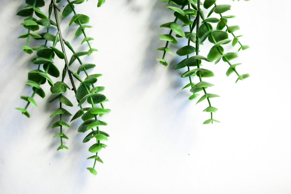 green plant under white clouds