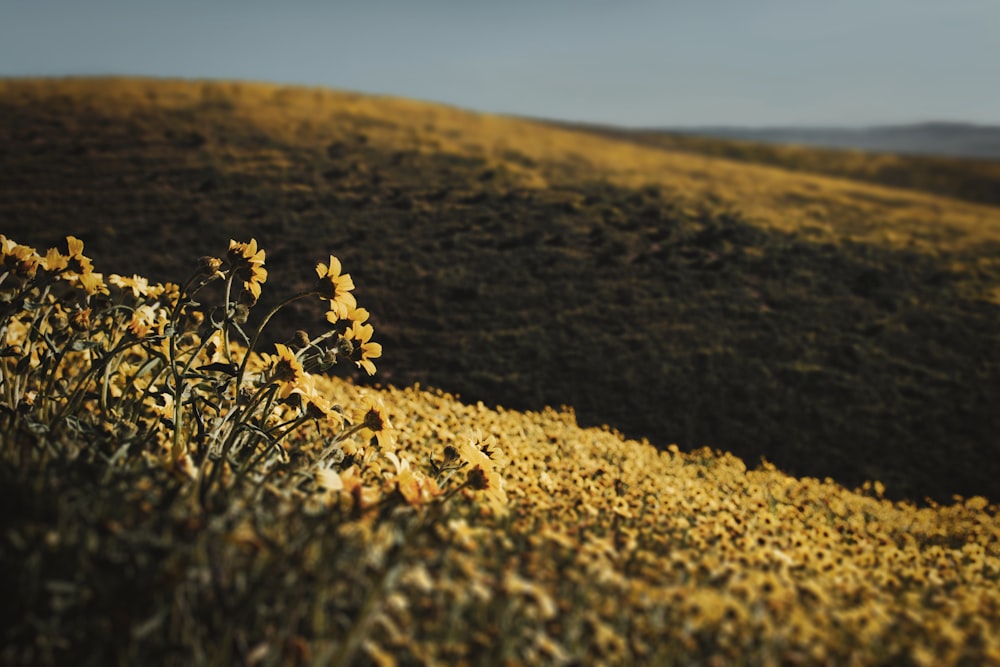 ein Feld mit gelben Blumen an der Seite eines Hügels