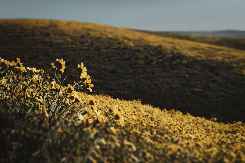 a field with yellow flowers on the side of a hill