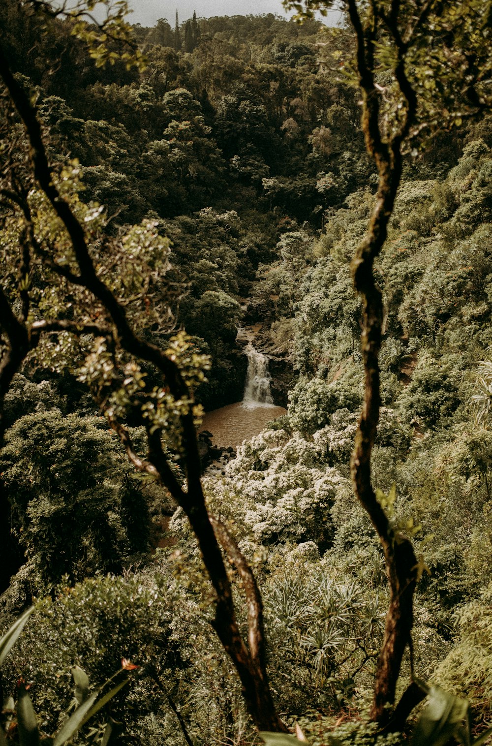 green and brown trees near waterfalls during daytime