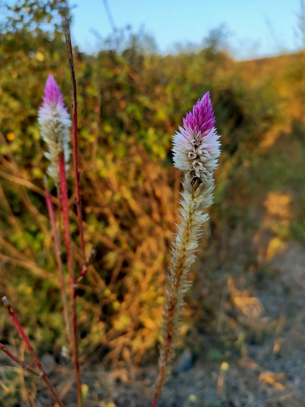 purple flower in tilt shift lens