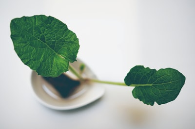 green leaf on white ceramic plate vase teams background