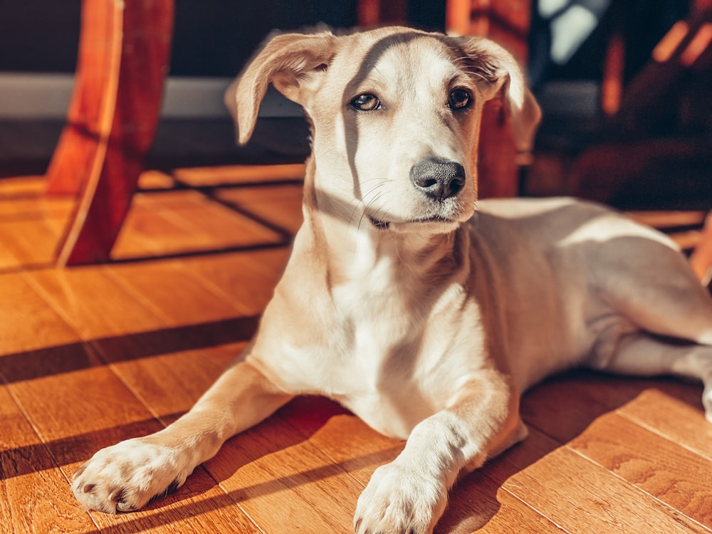 white and brown short coated dog lying on brown wooden floor