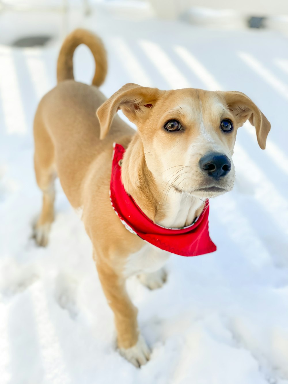 brown short coated medium sized dog on snow covered ground during daytime