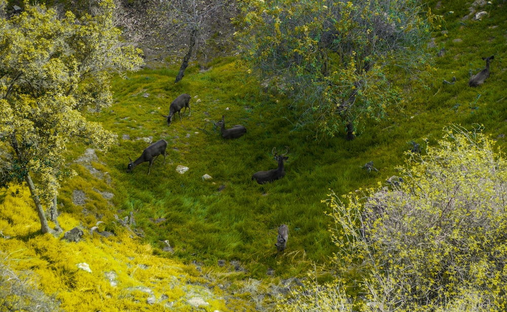 a group of animals that are standing in the grass