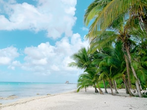 a beach with palm trees and the ocean in the background