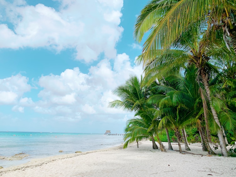 a beach with palm trees and the ocean in the background