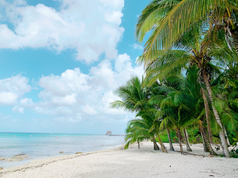 uma praia com palmeiras e o oceano ao fundo