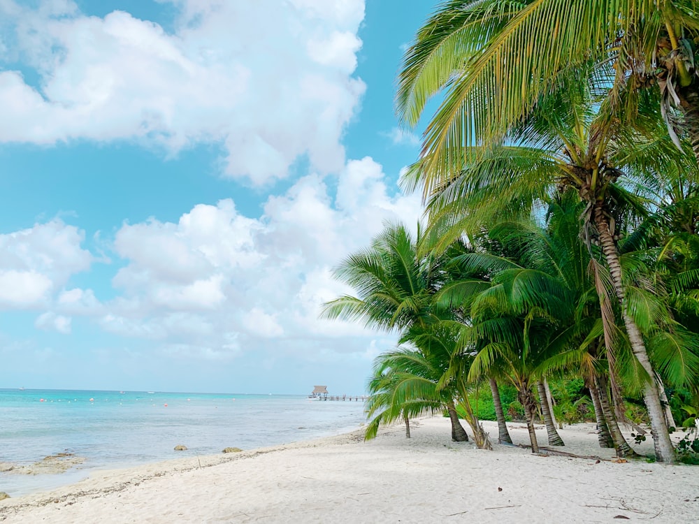 a beach with palm trees and the ocean in the background