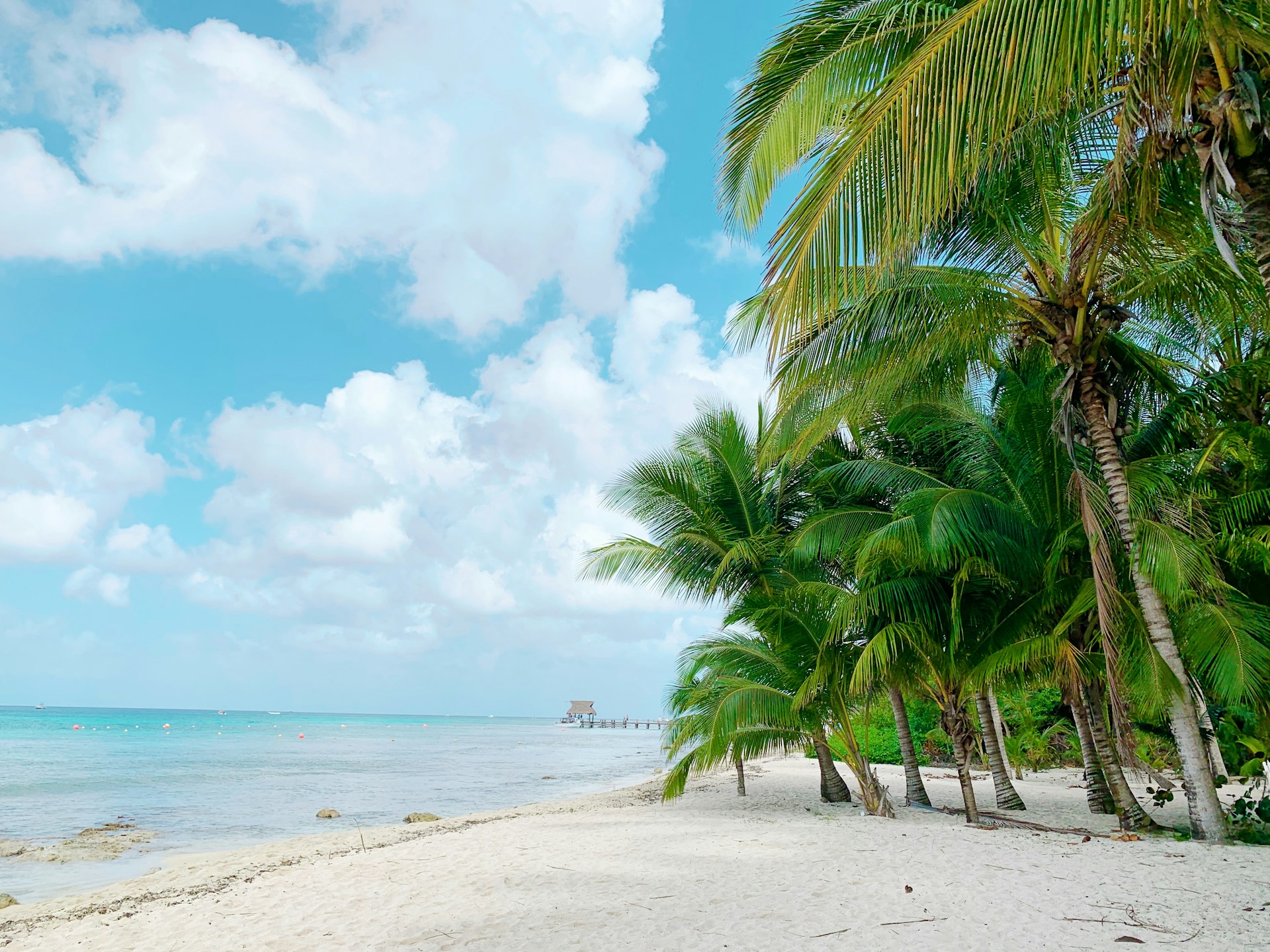 a beach with palm trees and the ocean in the background