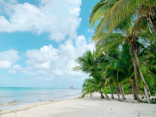 A beach with palm trees and the ocean in the background — Cancun, Mexico