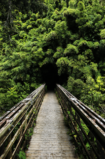 a wooden bridge leading into a tunnel of trees