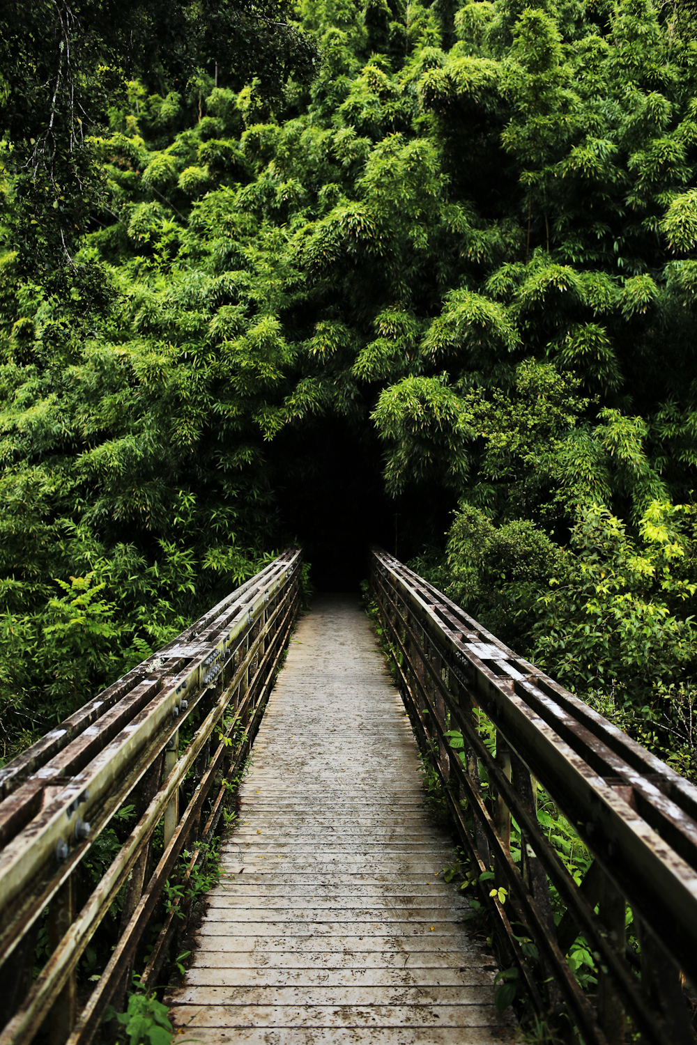 a wooden bridge leading into a tunnel of trees