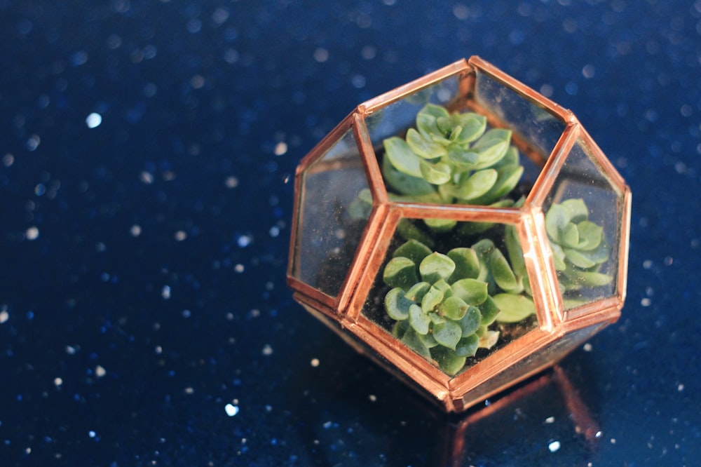 a close up of a small plant in a glass container