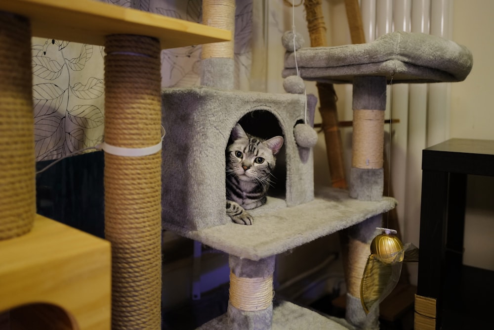a cat is peeking out of a cat tree