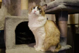 A Scottish Fold kitten perched on a wooden cat tree, looking alert.