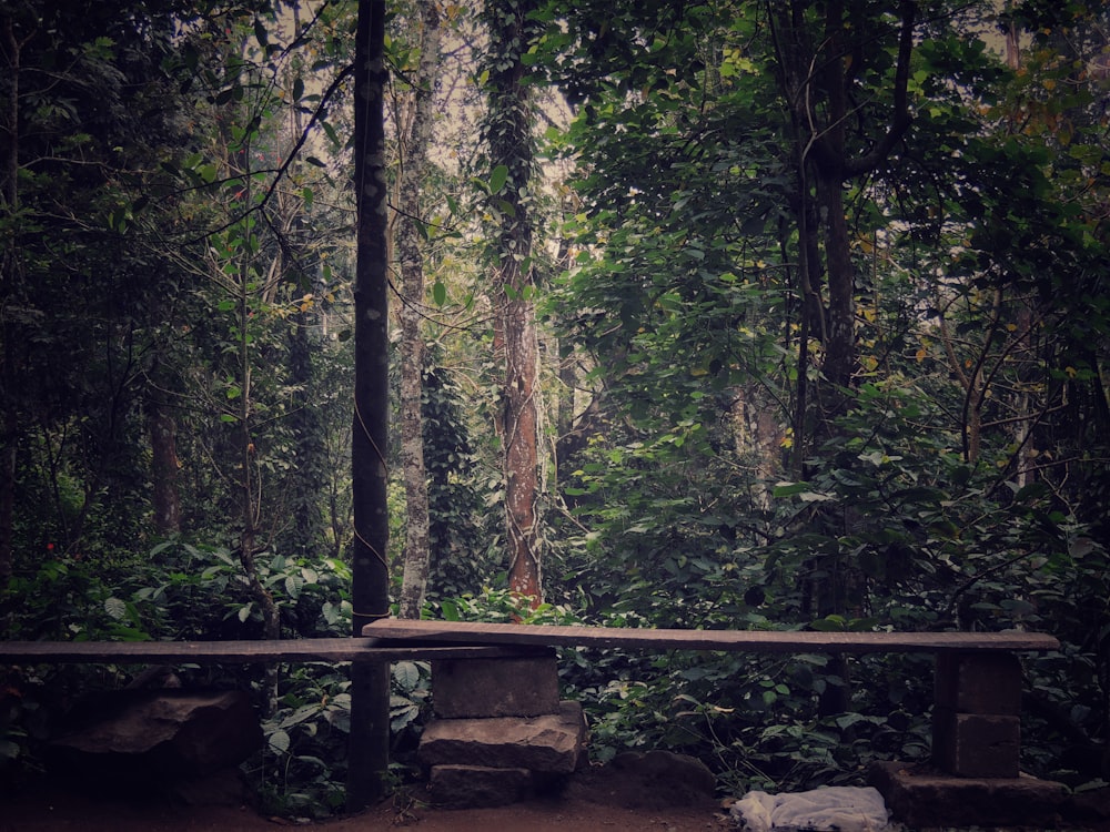 brown wooden bridge in forest during daytime