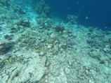 An underwater scene featuring a rocky ocean floor with various coral formations and marine plants. Fish and small marine creatures are scattered throughout the area, swimming above the seabed. The water is clear, allowing sunlight to penetrate and illuminate the landscape.