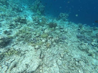 Underwater seabed with sediment layers and marine life in natural light.