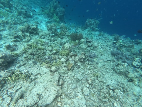 Underwater seabed with sediment layers and marine life in natural light.