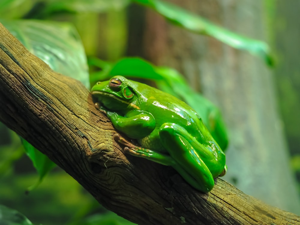 green frog on brown tree branch