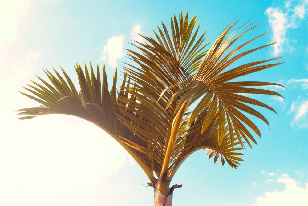 green palm tree under blue sky during daytime