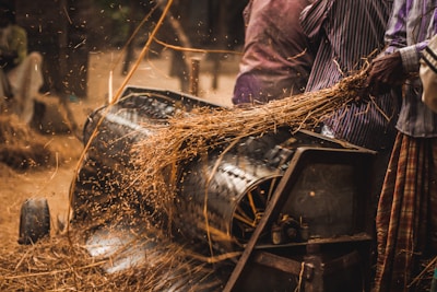 An agricultural scene depicting workers operating a threshing machine. Stalks of grain are being fed into the machine, which separates the grains from the chaff. The environment is dusty with straw particles flying around.
