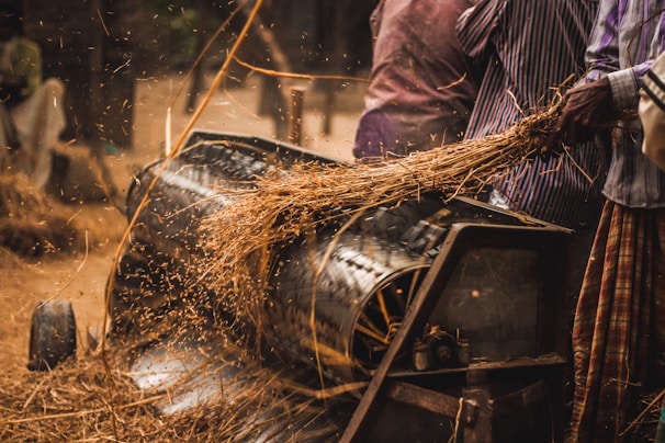 Workers operating machinery in an agricultural processing factory