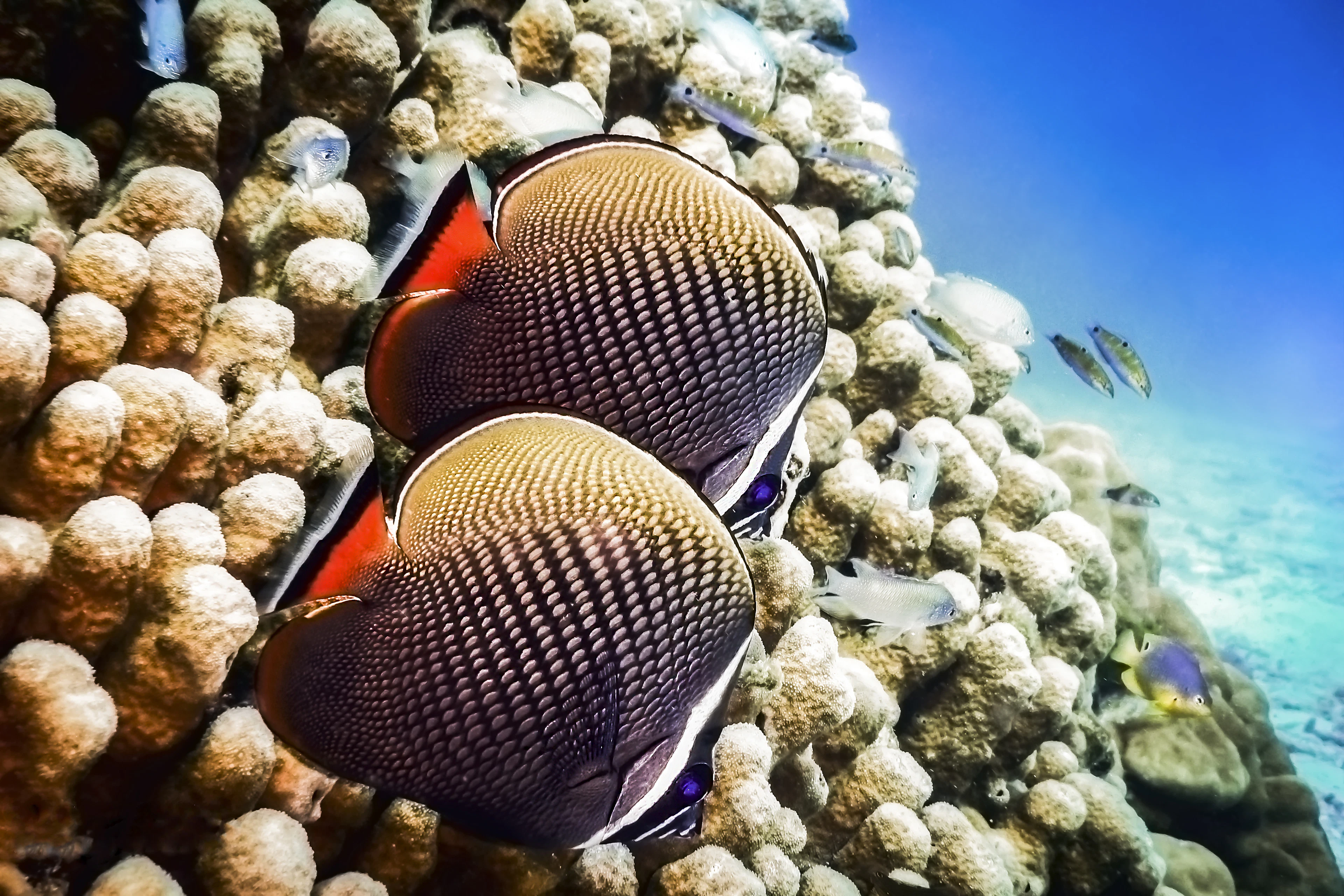 A clownfish among sea anemones underwater