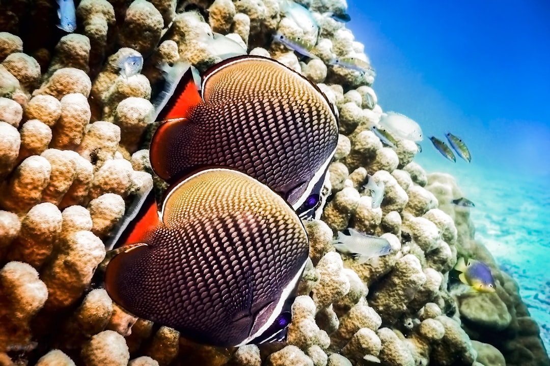 Underwater photo spot Koh Racha Yai Phi Phi Islands