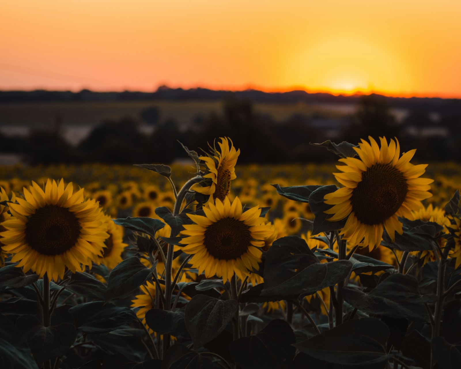 Nikon D3300 + Sigma 50-150mm F2.8 EX APO DC HSM II + 1.4x sample photo. Sunflower field during golden photography