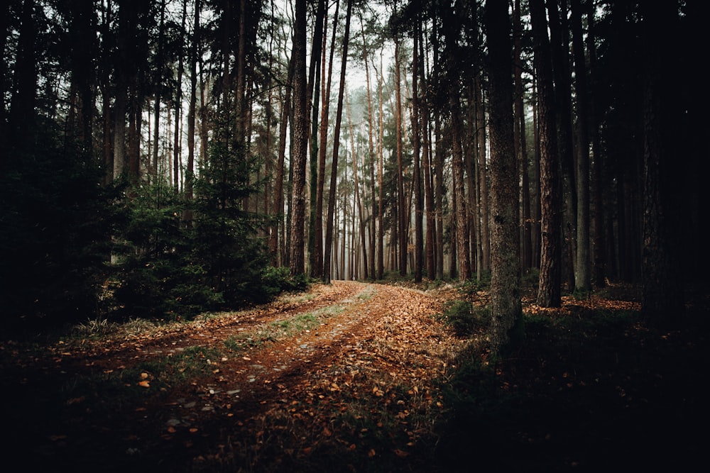 brown and green trees during daytime