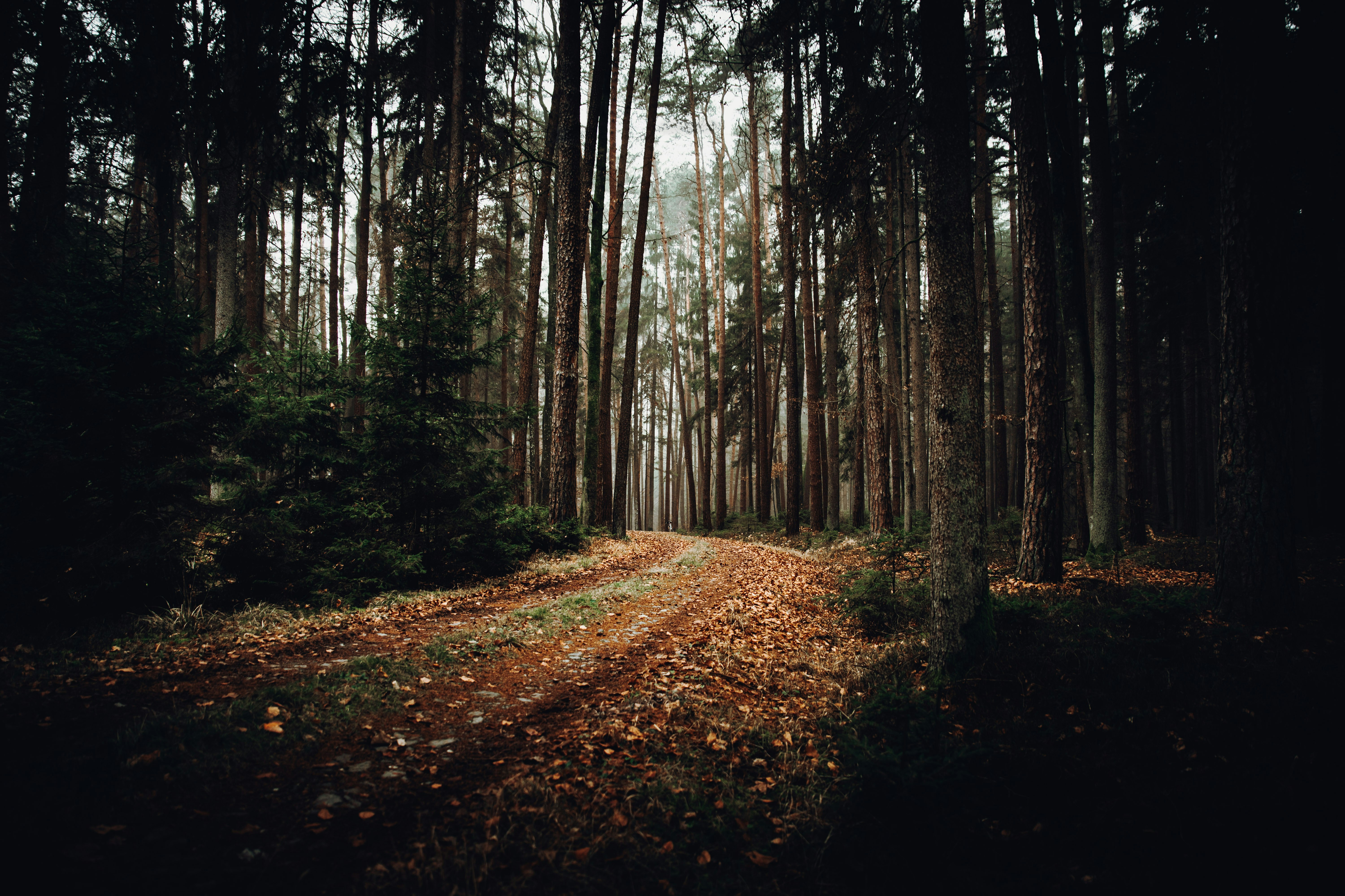 brown and green trees during daytime