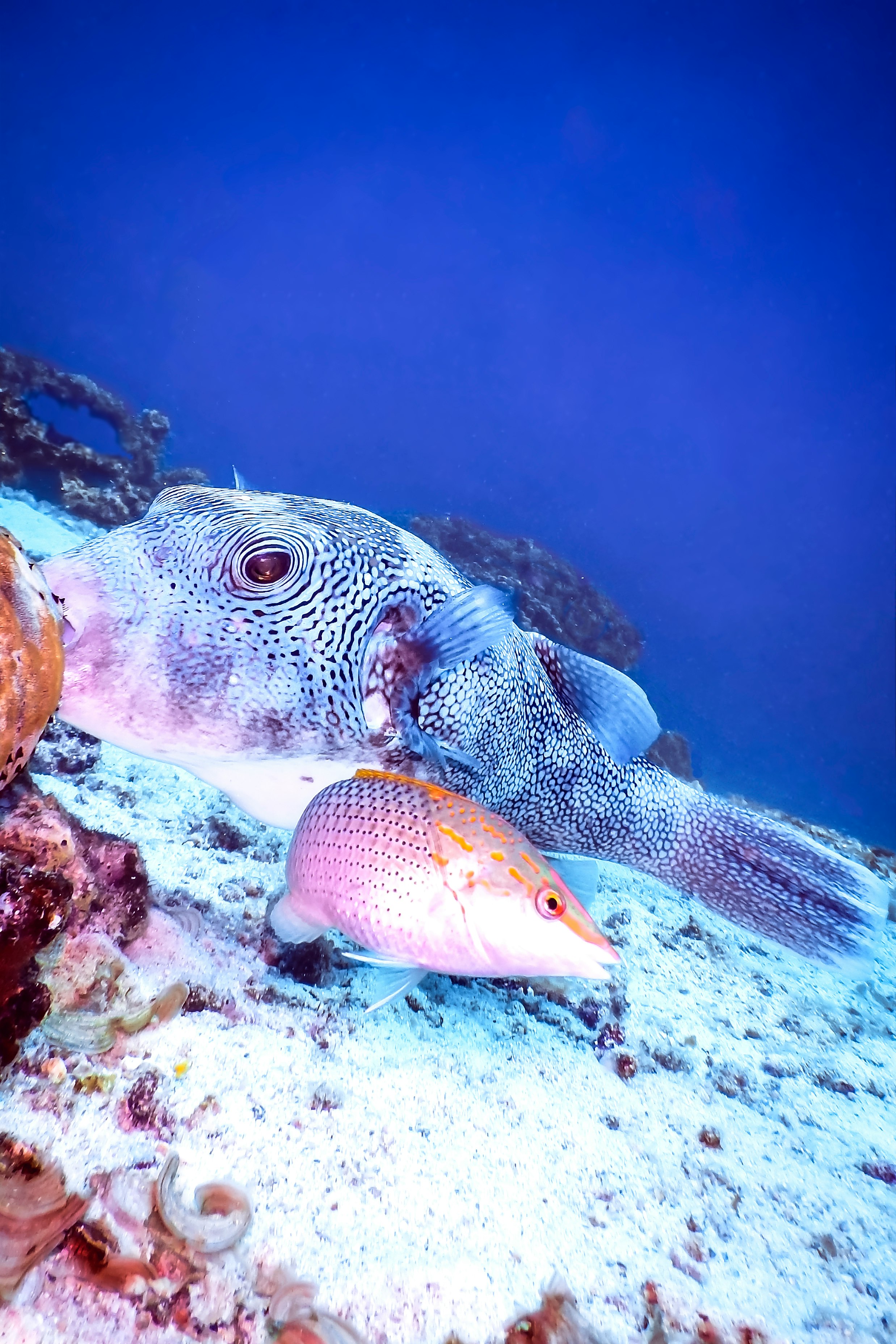 yellow and gray fish under water