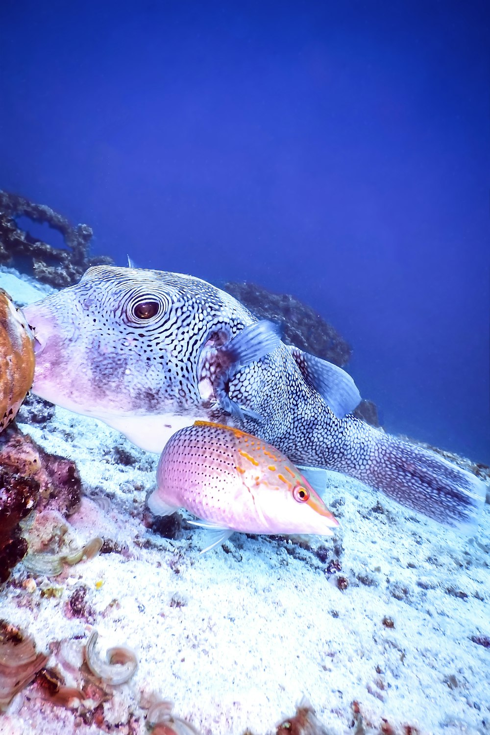 yellow and gray fish under water