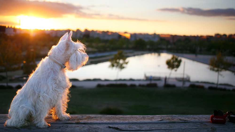 a small white dog sitting on top of a wooden table