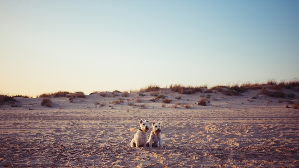 a couple of dogs sitting on top of a sandy beach