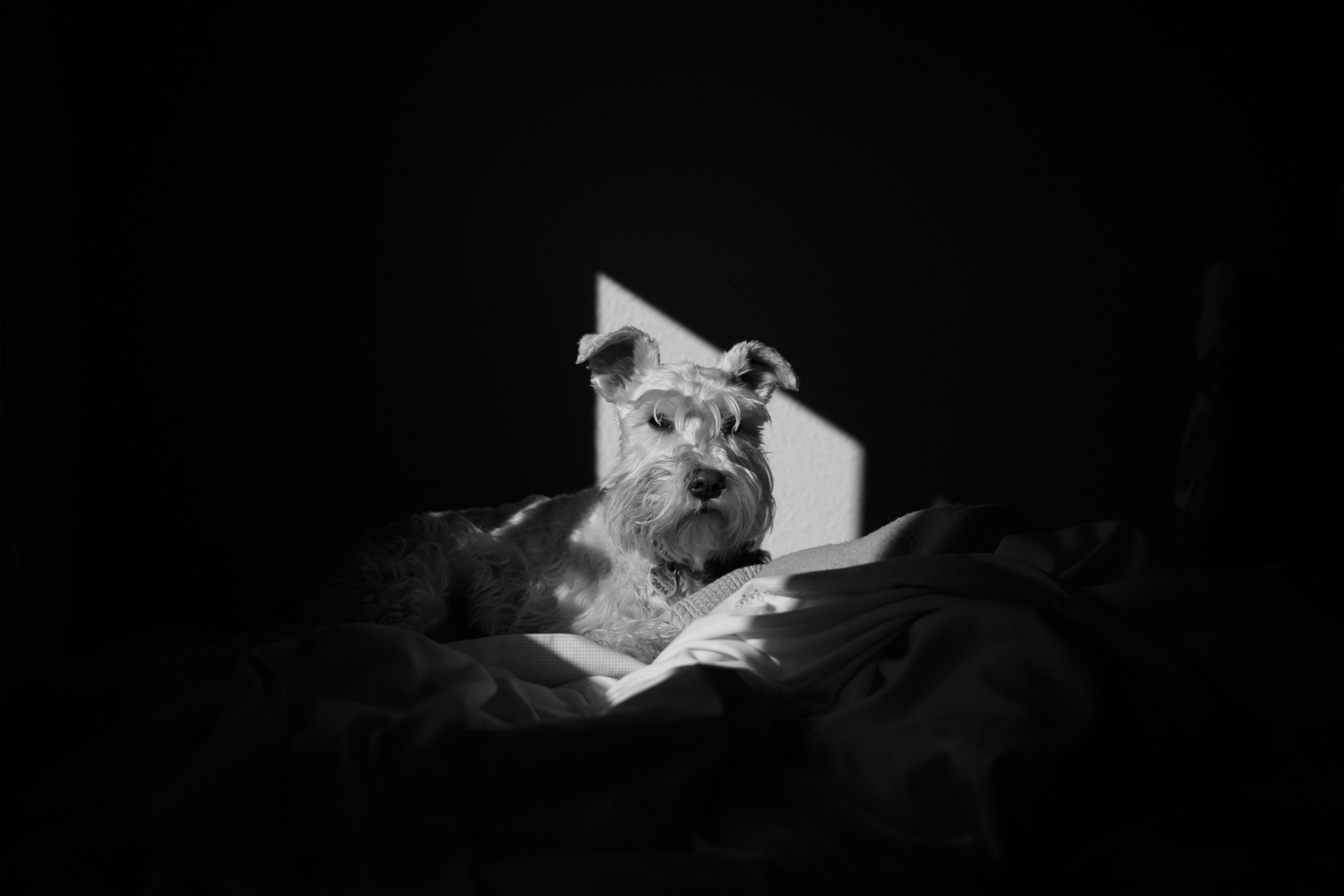 a dog sitting on a bed in a dark room